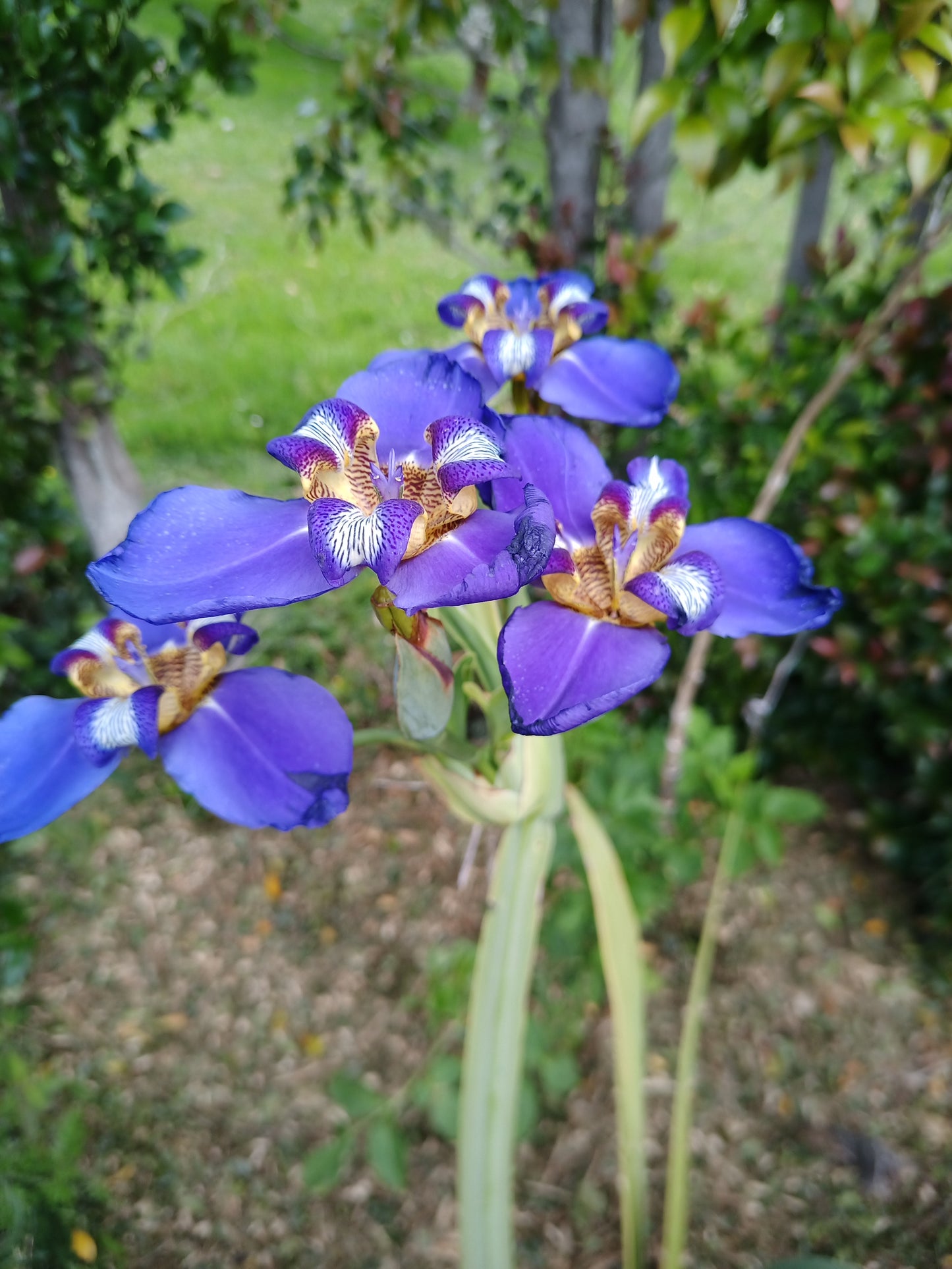 Neomarica caerulea - Walking Iris