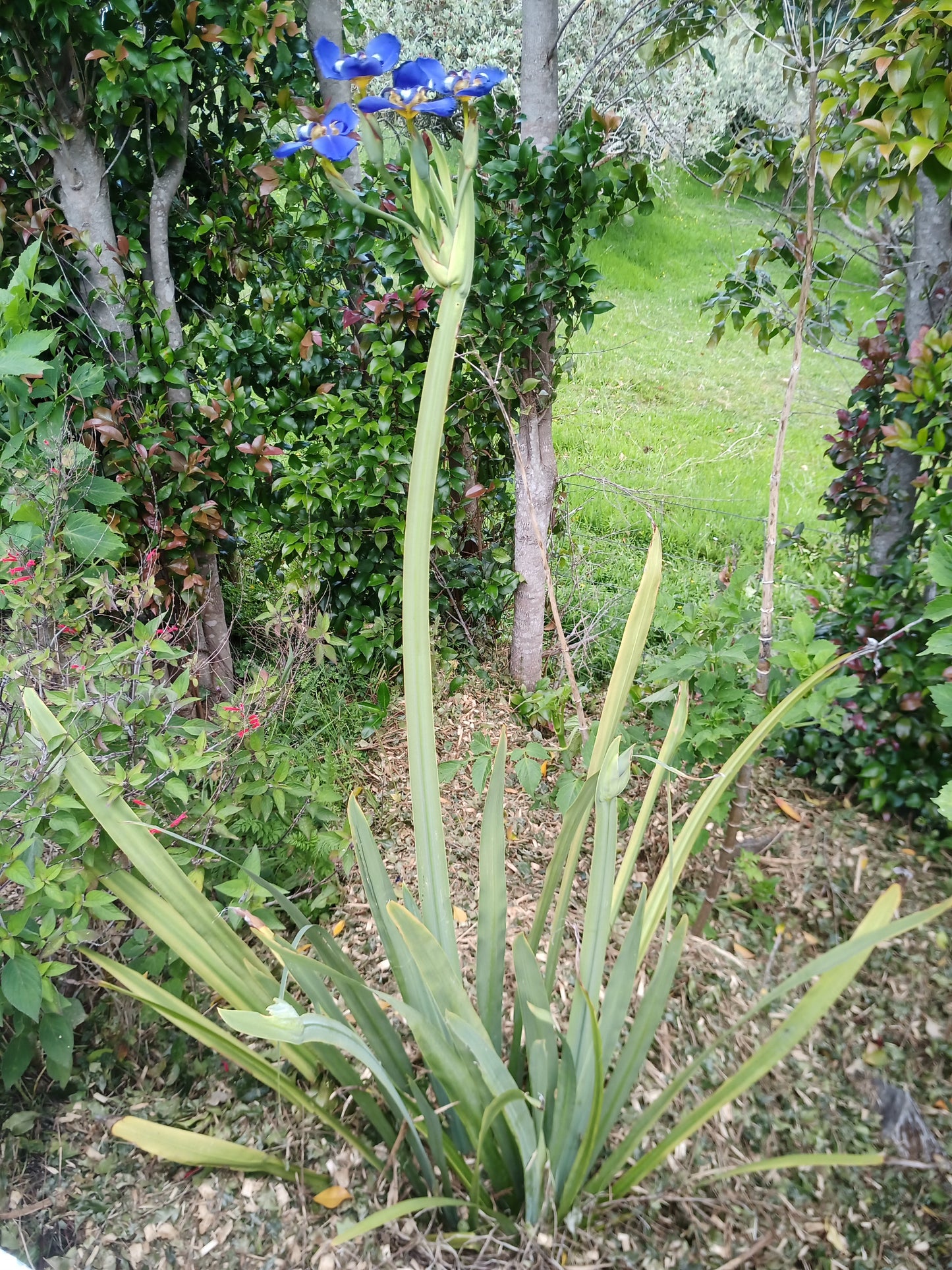 Neomarica caerulea - Walking Iris