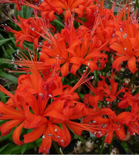 Nerines Fed Fire - 4 pack Large bulbs