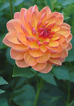 Dahlia: Pam Howden