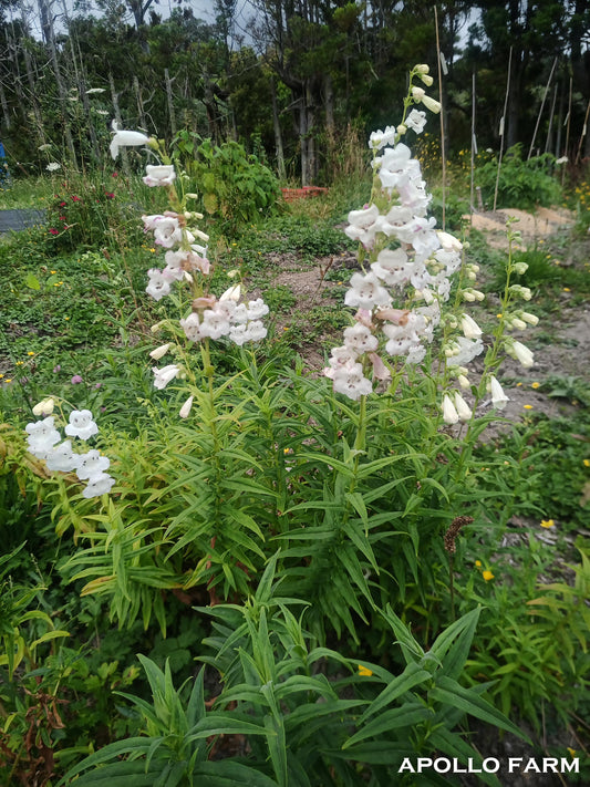 Penstemon 'Snowstorm'