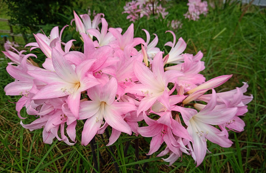 Amaryllis belladonna 'Pink Blush'  - 6 bulbs - XL size