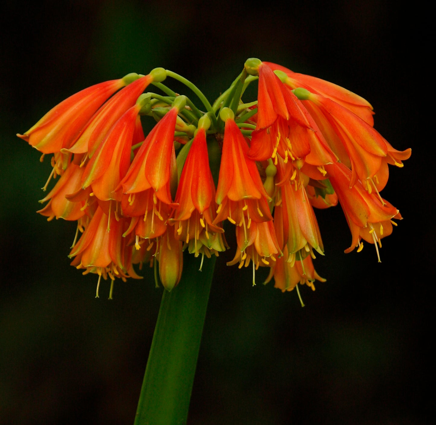 Clivia - Redemption - C. nobilis x C. miniata Hybrid