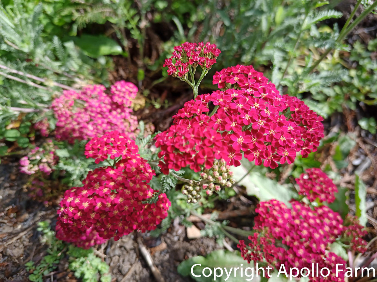 Achillea Millefolium Cassis