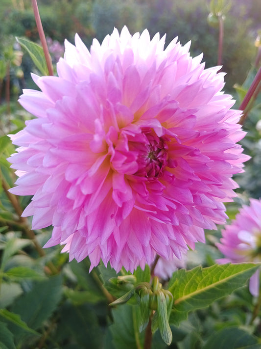 Dahlia: Sakura Fubuki