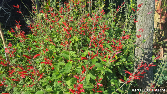 Salvia Elegans