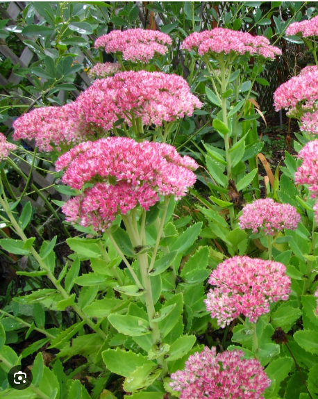 Sedum Autumn Joy