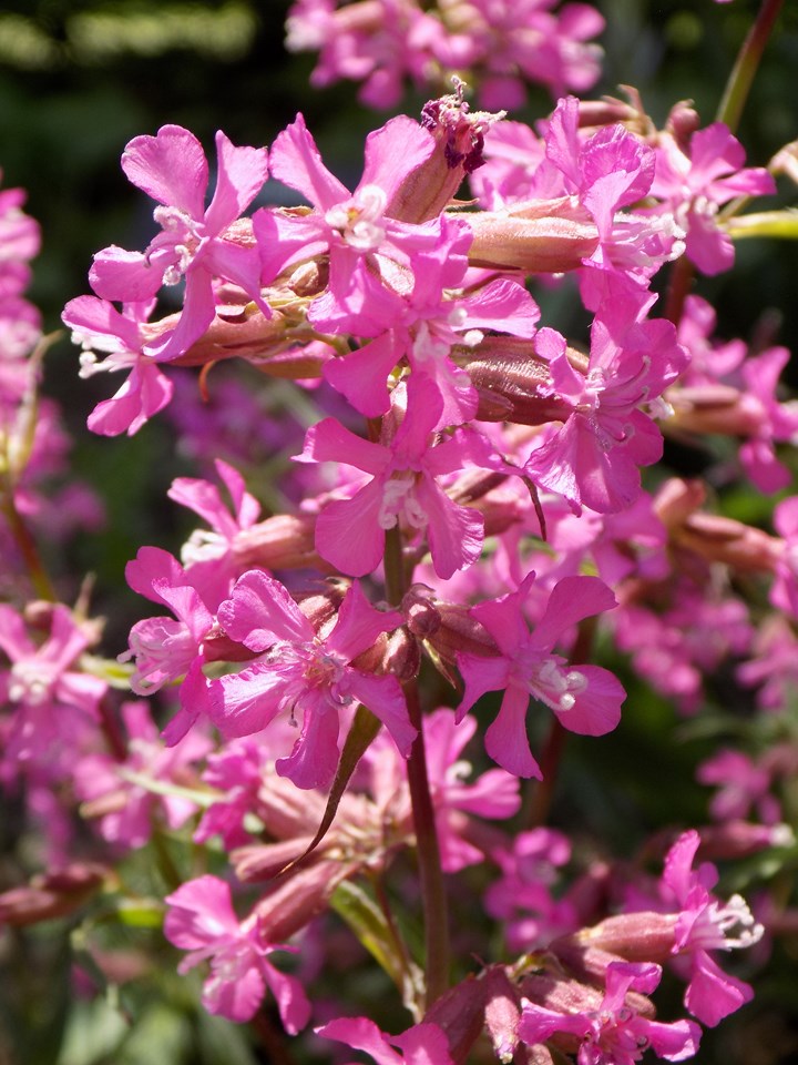 Viscaria vulgaris 'Flore Pleno' (Ragged Robin)