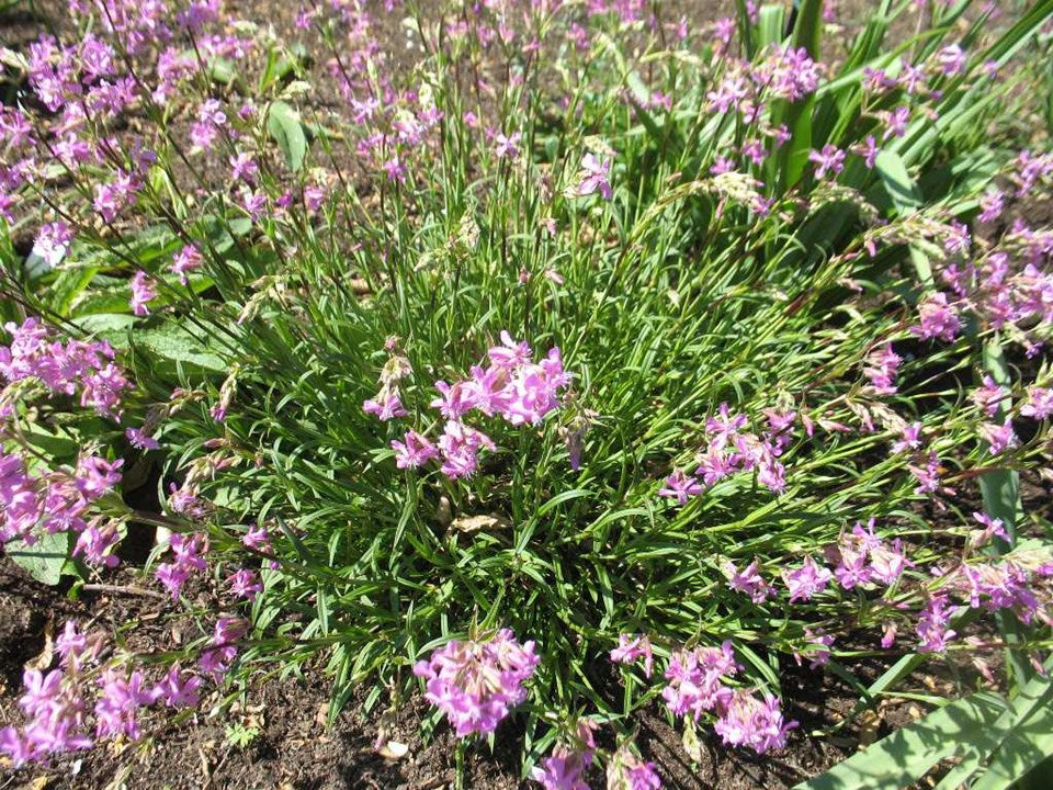 Viscaria vulgaris 'Flore Pleno' (Ragged Robin)