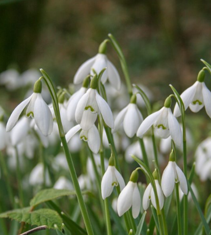 Snowdrops - Galanthus nivalis - 5 XXL bulbs