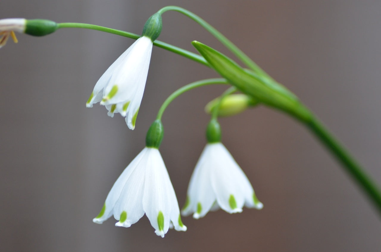 Snowflakes - Leucojum vernum - 10 XXL bulbs