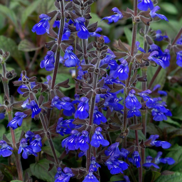 Salvia sinaloesis 'Aztec Blue'