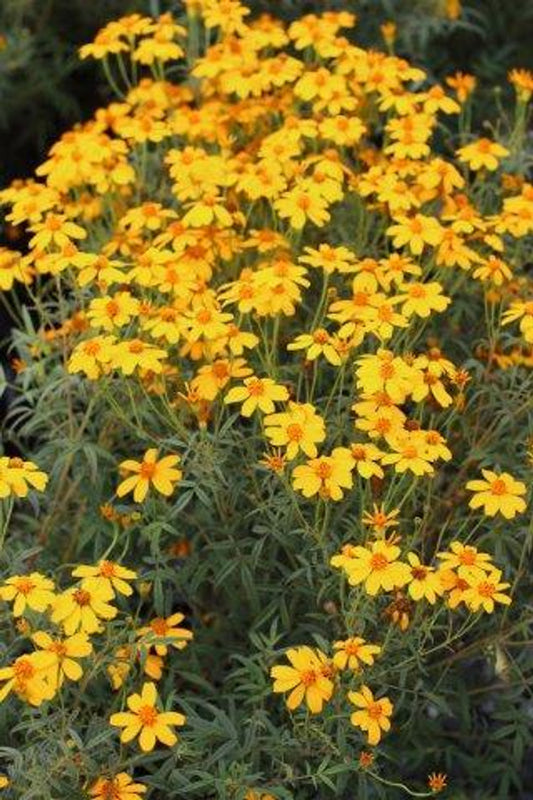 Tagetes lemmonii (Perennial Marigold)