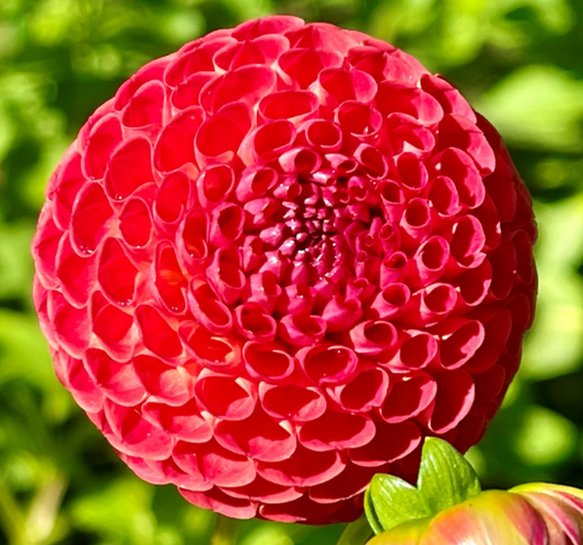 Dahlia: Winkie Lambrusco